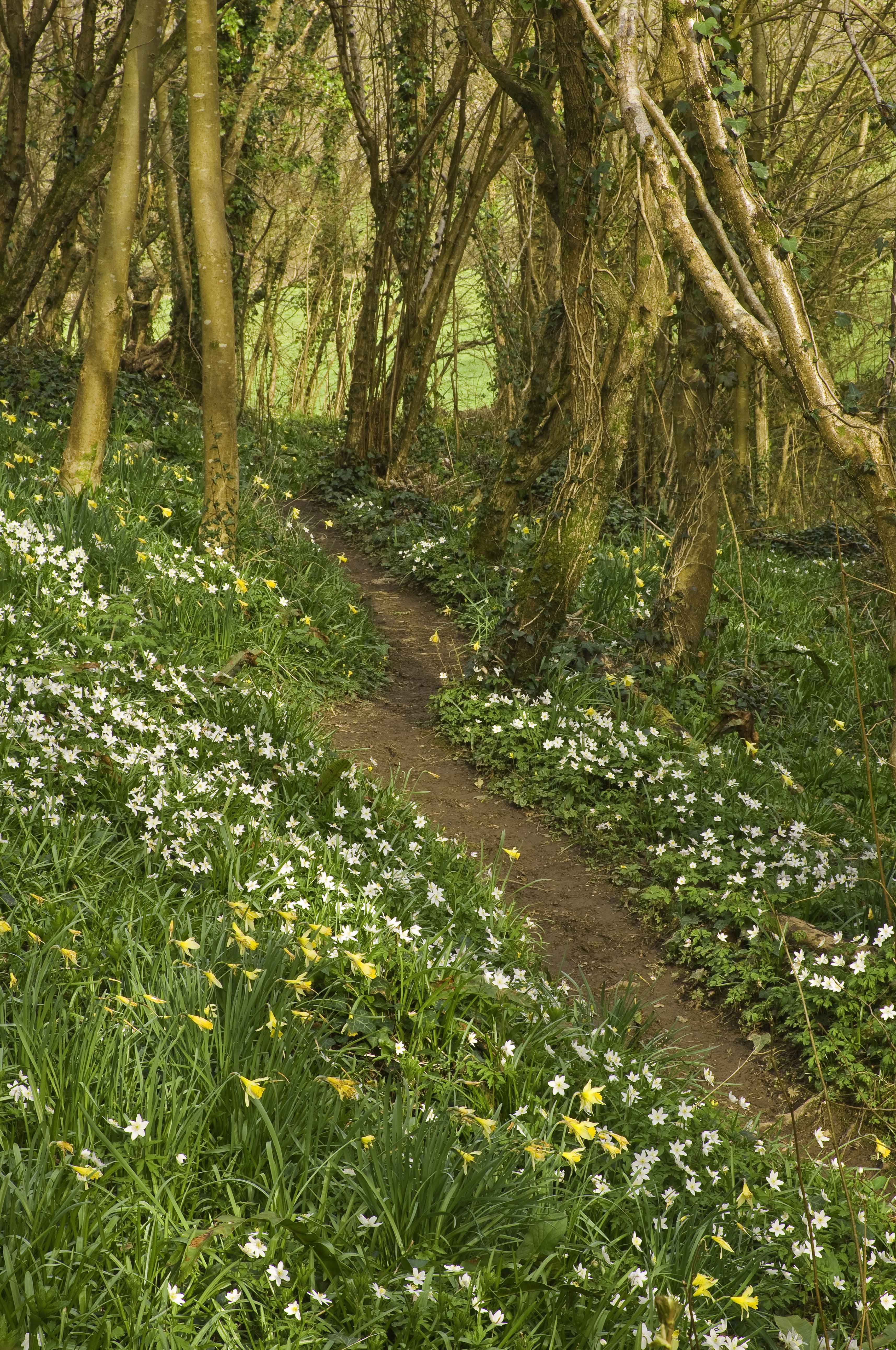 flowers blooming in the brecon beacons
