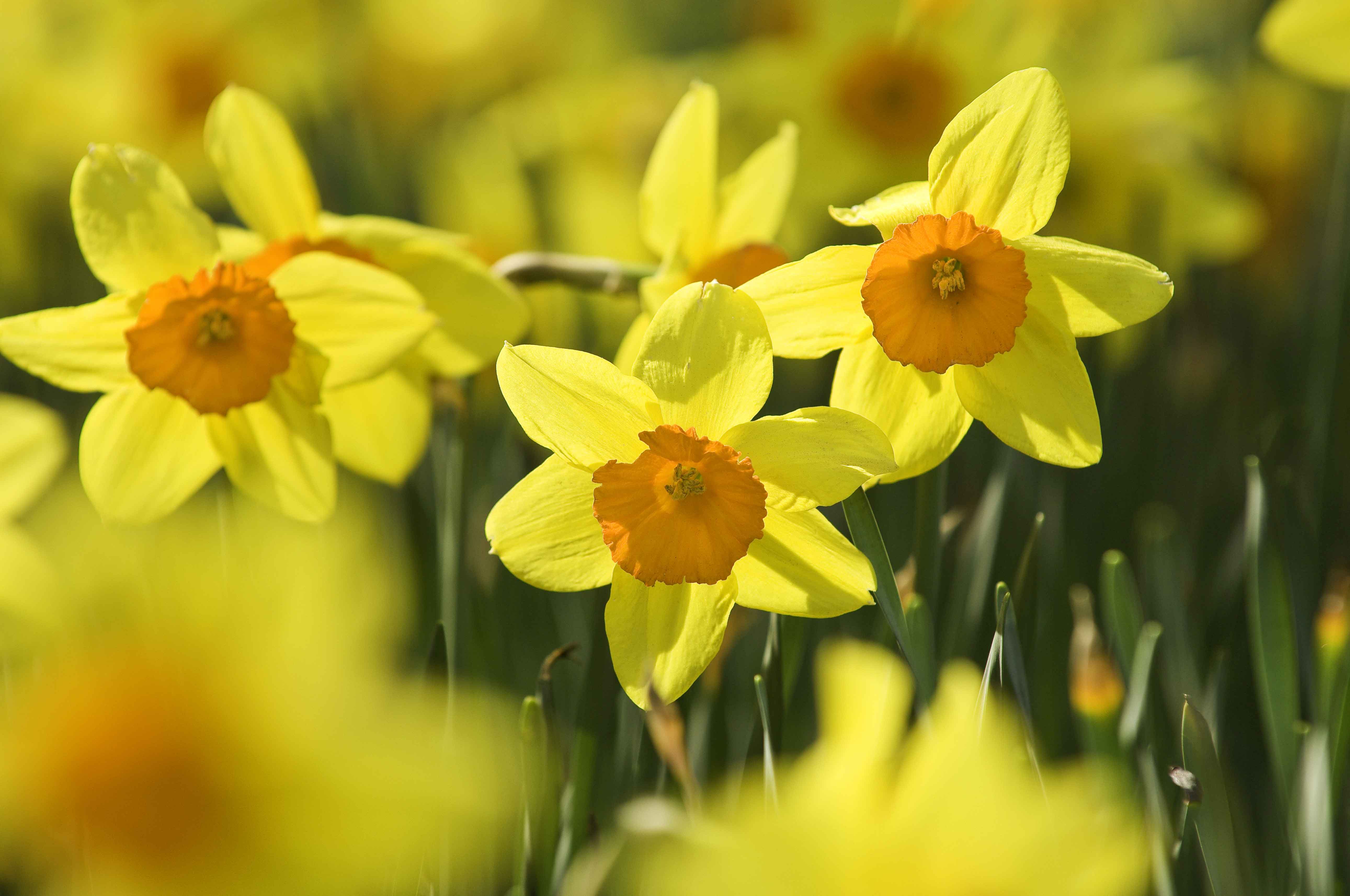 daffodils