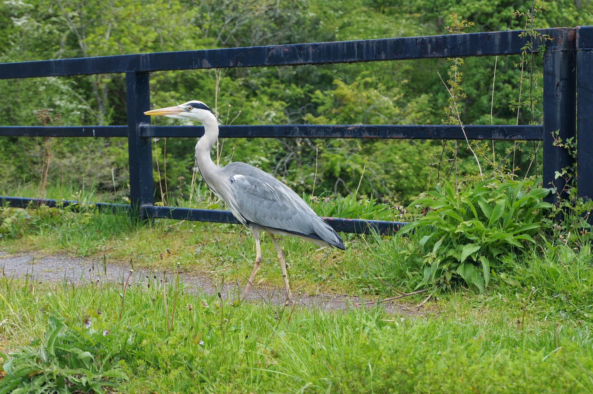 a heron on the towpath of the mon and brec canal