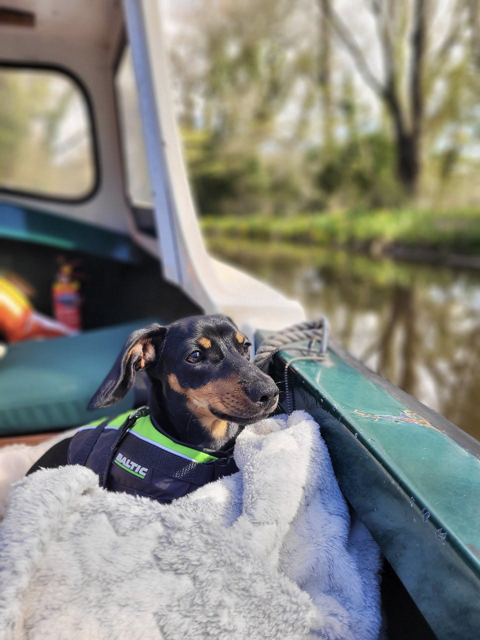 a dog wrapped up cosily on a beacon park boats day boat