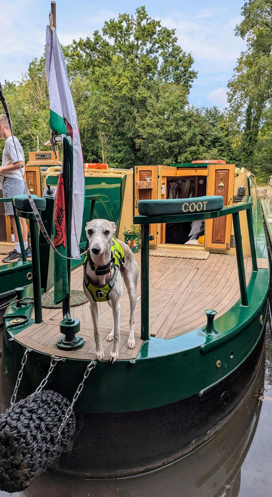 a dog aboard the deck of beacon park boats narrowboat coot