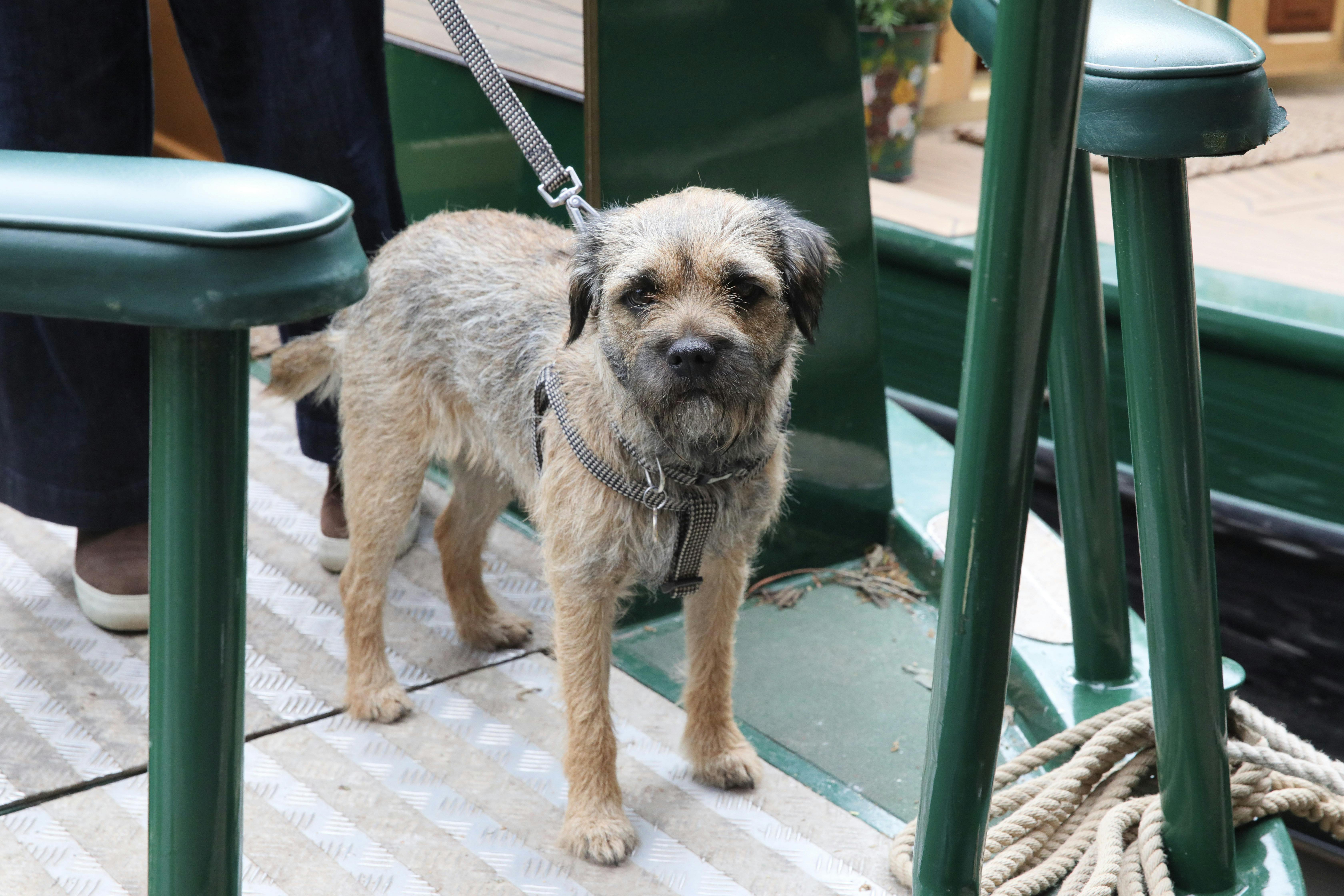 a dog on deck on a beacon park boats narrowboat