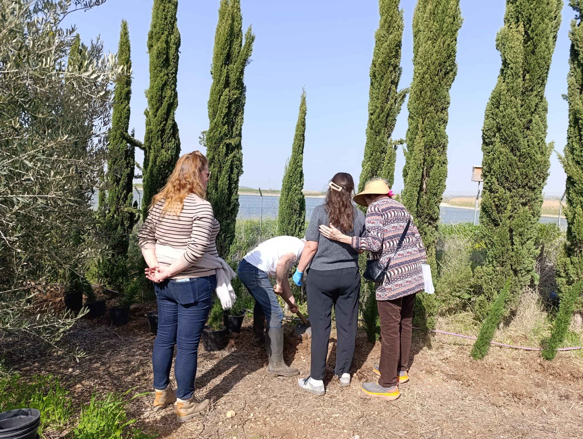 three women watching as a tree is being planted, cypress trees in the background
