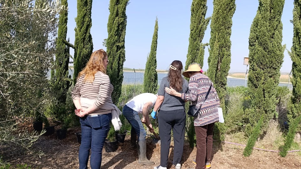 three women watching as a tree is being planted, cypress trees in the background