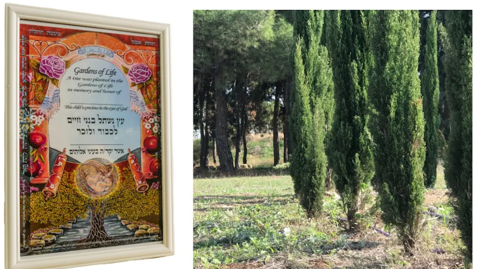 Een foto van het prachtige certificaat naast een foto van een rij cipressen uit Gardens of Life.