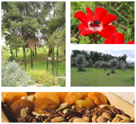 Tu Bishvat in the Gardens of Life