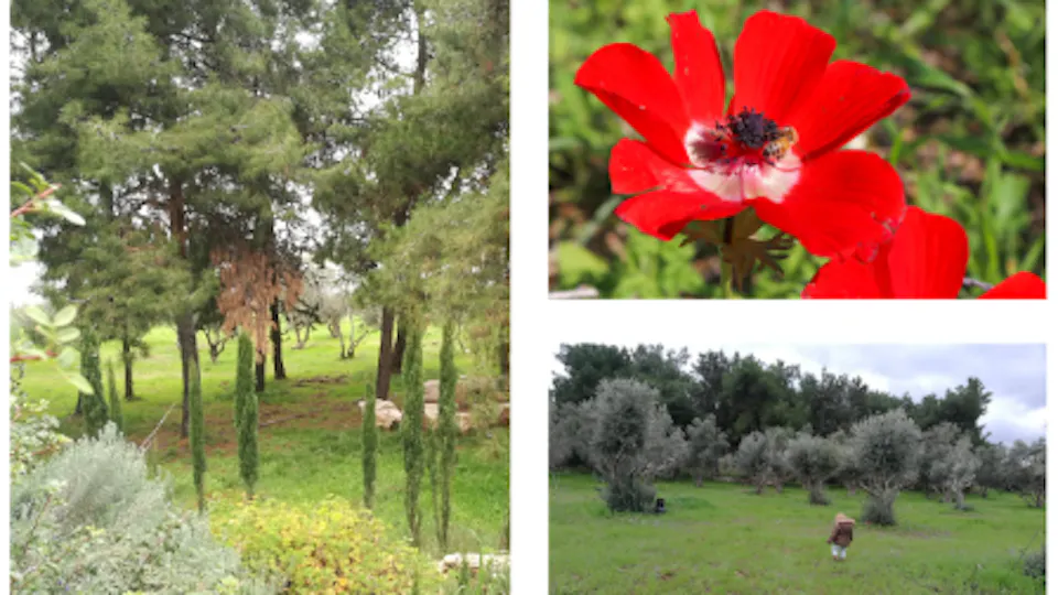Collage aus grünen und roten Fotos, Gras, Bäumen, Blumen