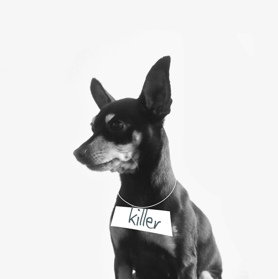 Ein Portrait eines Hundes