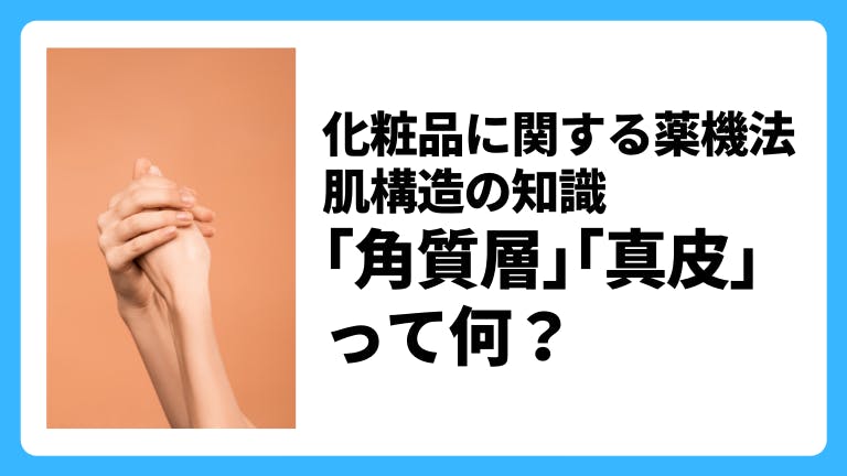 化粧品に関する薬機法 肌構造の知識「角質層」「真皮」って何?