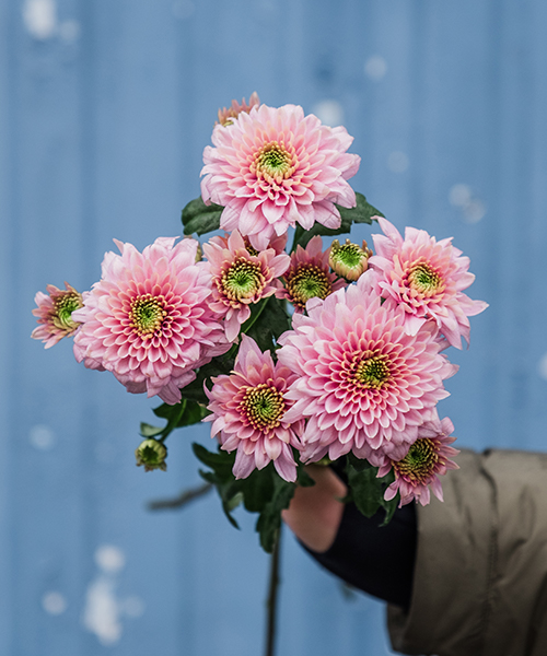 Asiatic Lilies, Spray Mums, Waxflower, and Eucalyptus Parvifolia Bear