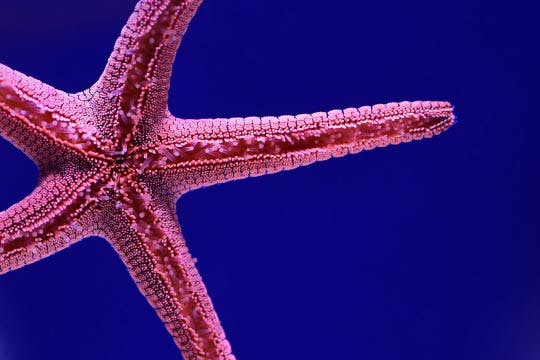 Thumbnail Starfish