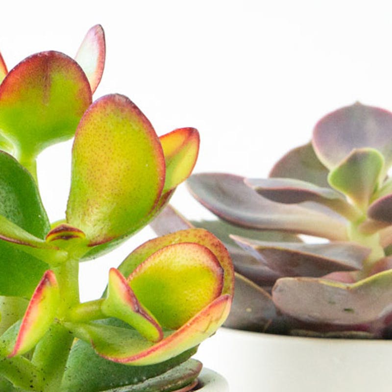 Come prendersi cura delle piante d'appartamento: consigli per far crescere le piante in salute