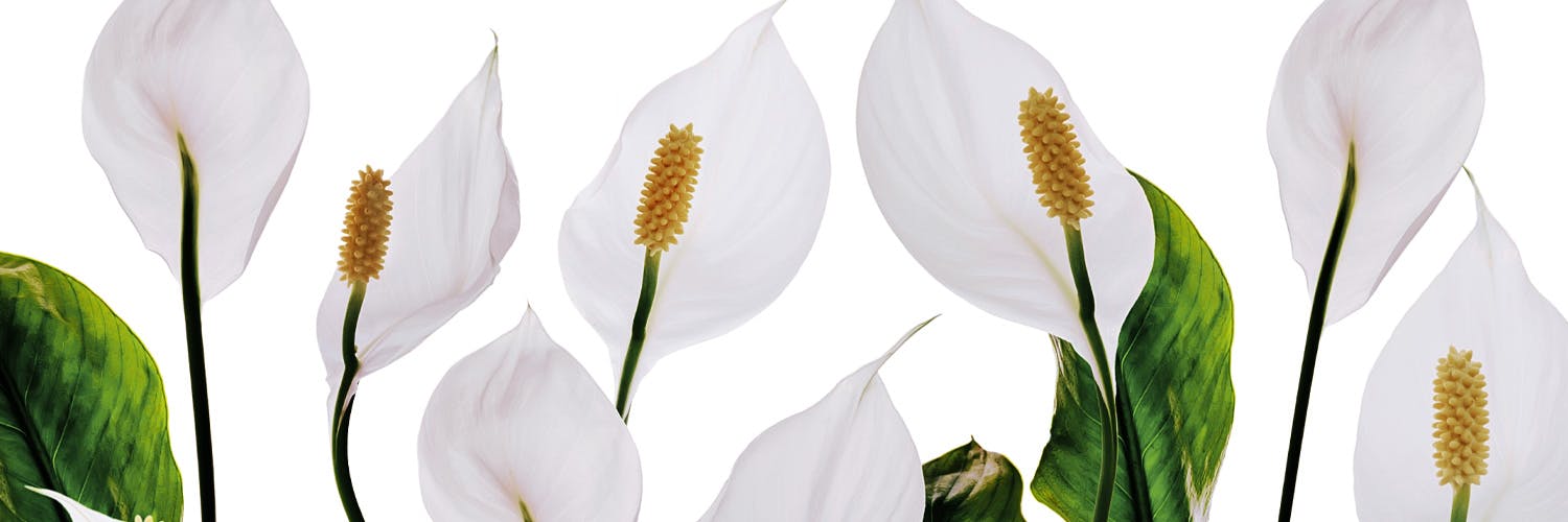 How to care for your Peace Lily