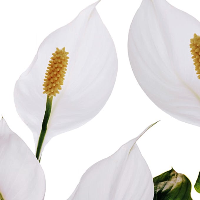 How to care for your Peace Lily