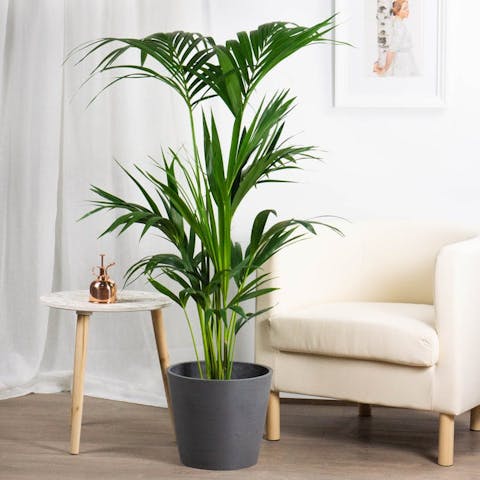 Si ce qui vous empêche de réaliser vos fantasmes tropicaux est votre manque d’expérience en matière de jardinage, rayez cette excuse de votre liste car chez Be.Green, nous nous engageons à vous accompagner tout au long du processus d’achat et de soins de vos incroyables plantes tropicales et palmiers.
L’un des grands avantages de l’achat de plantes en ligne est que vous pouvez prendre tout votre temps, faire vos recherches et poser les questions qui vous semblent pertinentes.
