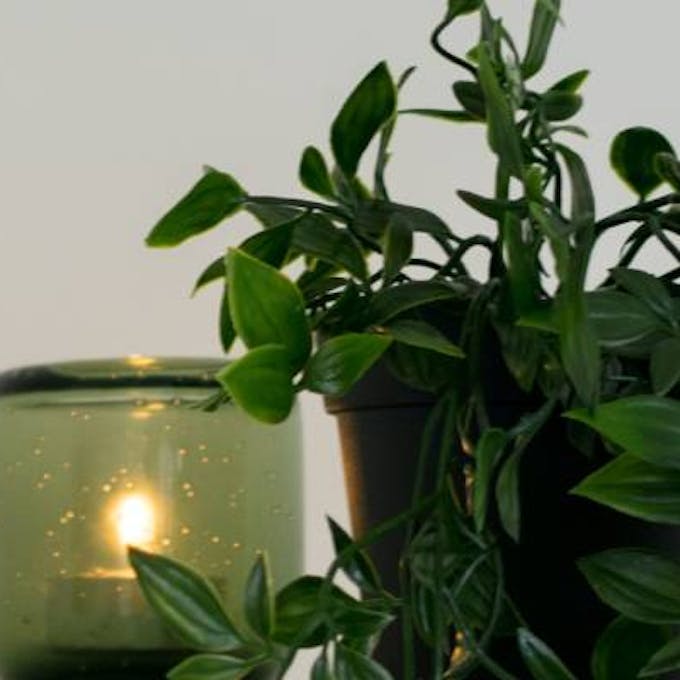 Feng Shui and decoration with plants for the office