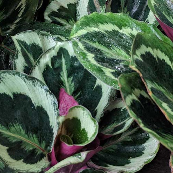 Top tips for calathea care in autumn - winter