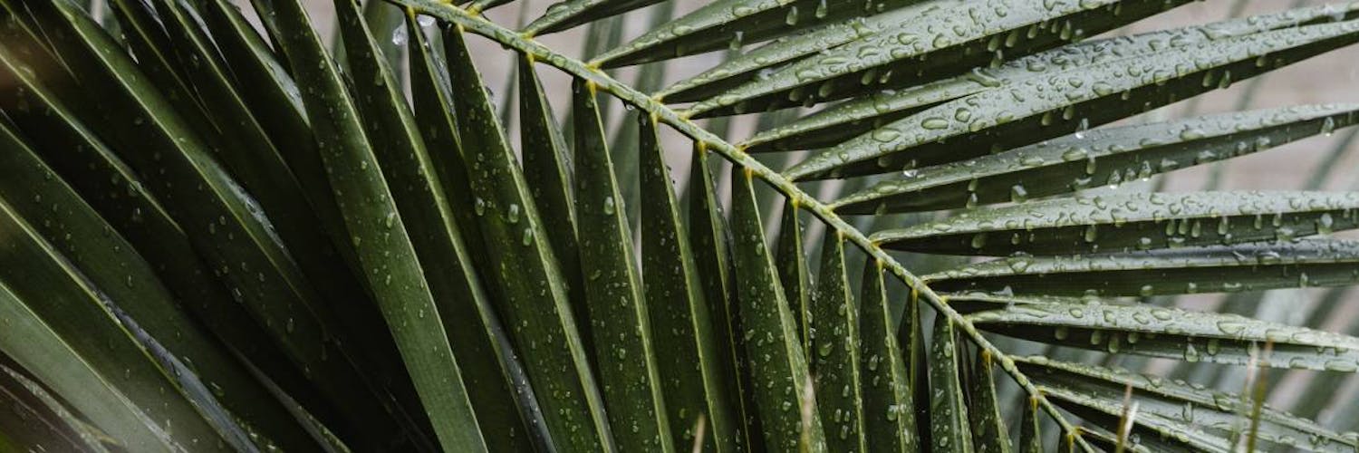 Guide pratique du palmier Kentia