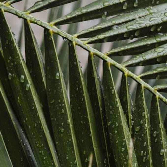 Palmera Kentia: Guía de cuidados básicos