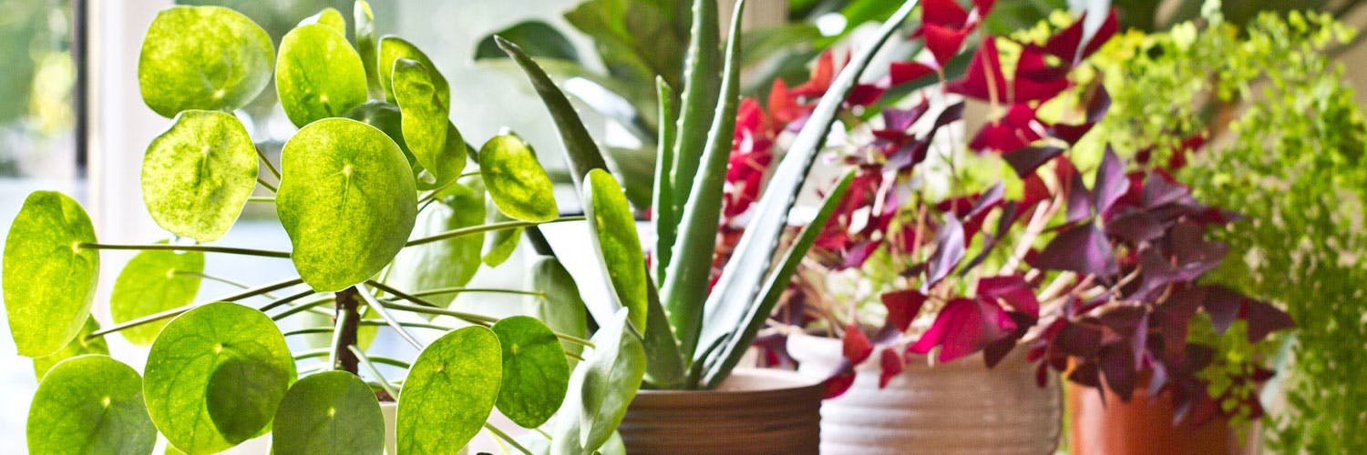 What your plant needs to live: How plants feed and live