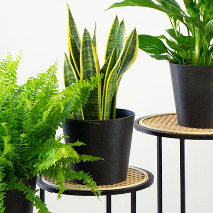 is your plant healthy?