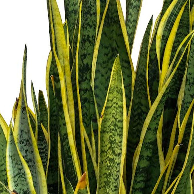 Snake plant care: Useful guide, care and tips