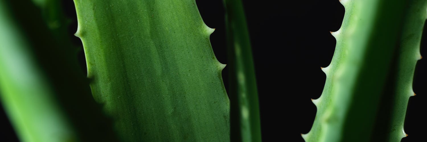Aloe Vera Woes? Troubleshoot Your Indoor Garden