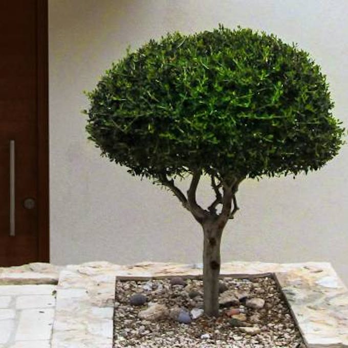 15 ideas de Bonsai artificial  bonsai, árboles bonsai, plantas bonsai