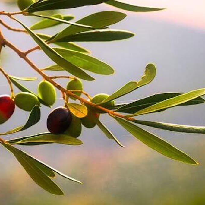 Guida alla cura dell'olivo da interno