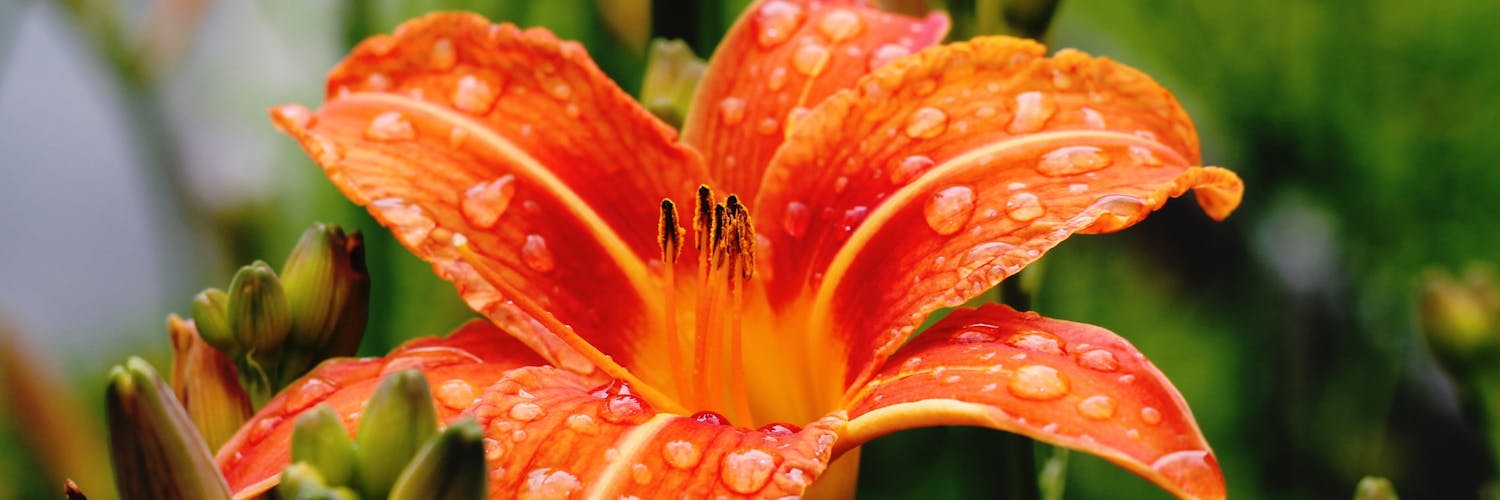 How To Grow And Care For Lilies