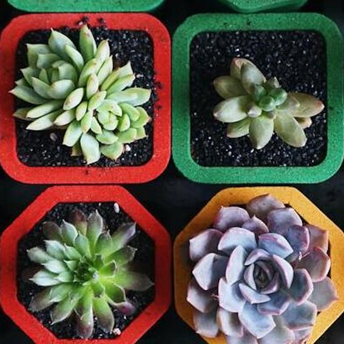 how are cacti and succulents grown?