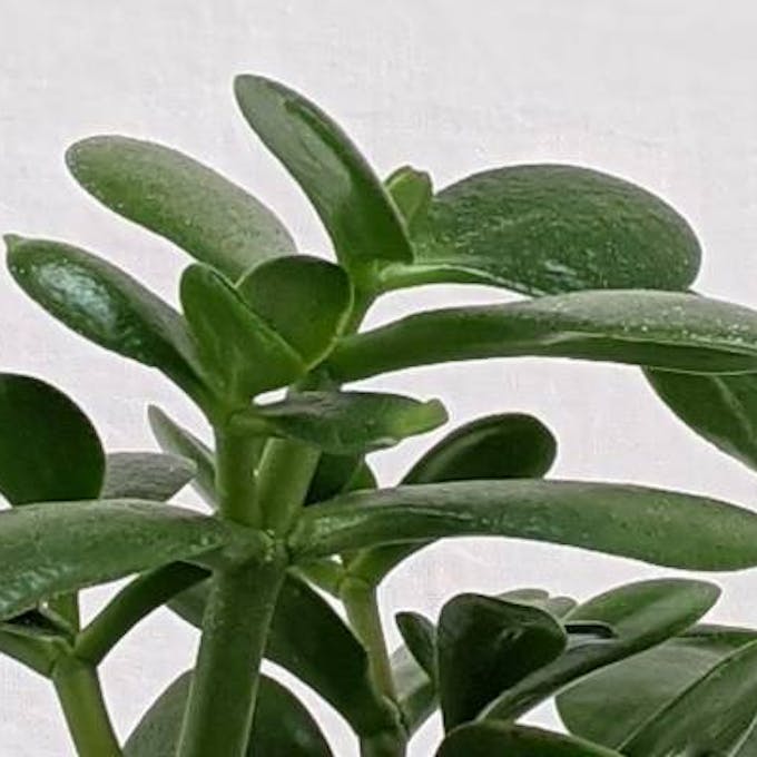 Top 10 houseplants that will survive