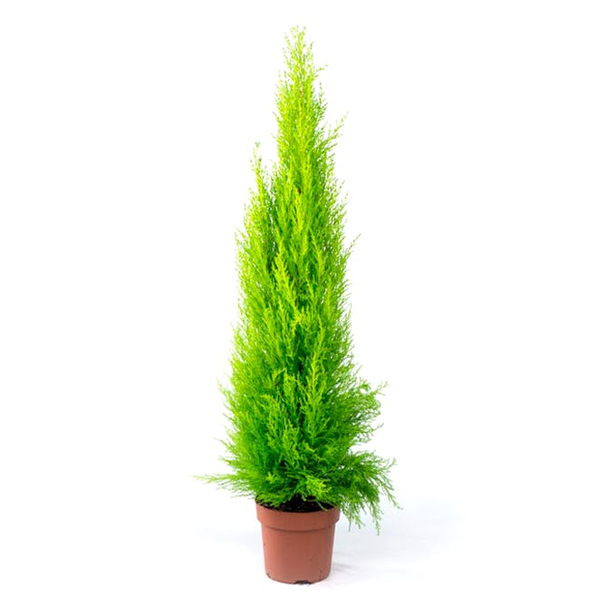 A must-have for the festive season: a Christmas pine tree