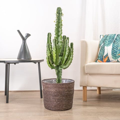 Noi di Be.Green crediamo che tutti siano in grado di far crescere piante bellissime, purché si abbiano le giuste conoscenze. Ecco perché il nostro impegno comprende l'accompagnamento durante tutto il processo di acquisto e di cure successive. Se non hai idea di come prenderti cura delle tue nuove succulente, non disperare, perché ti offriremo tutti i trucchi, i consigli e le risorse per mantenerle sane e salve.
Inoltre, ogni pianta che vendiamo arriverà nella tua nuova casa con una scheda personalizzata che riassume le cure che richiede, in modo da ricordarle sempre.