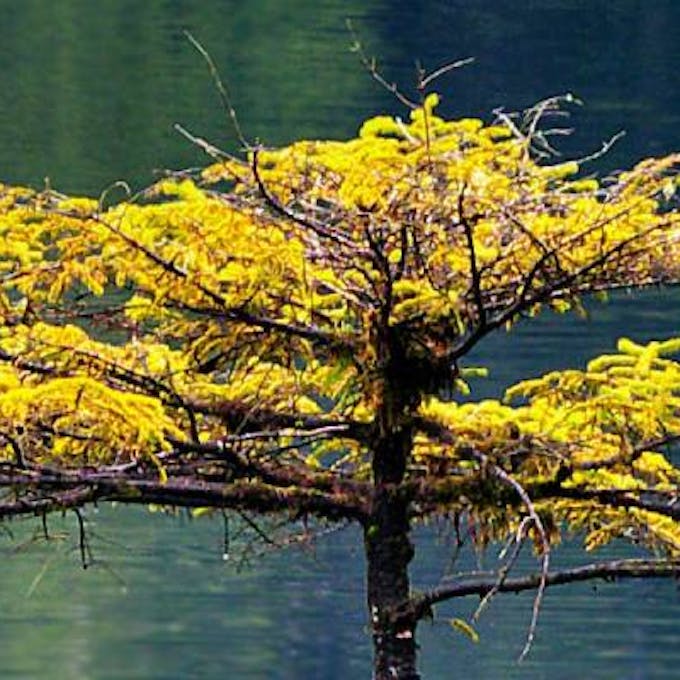 Tipos de árvores de bonsai e seus cuidados
