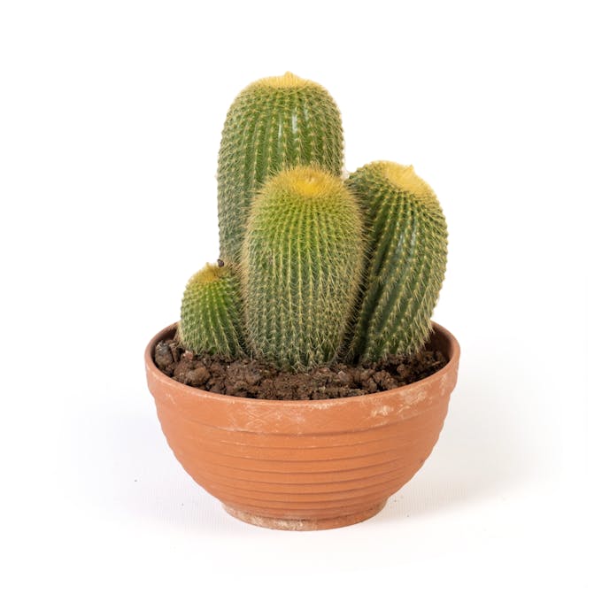 Guide d'entretien des cactus