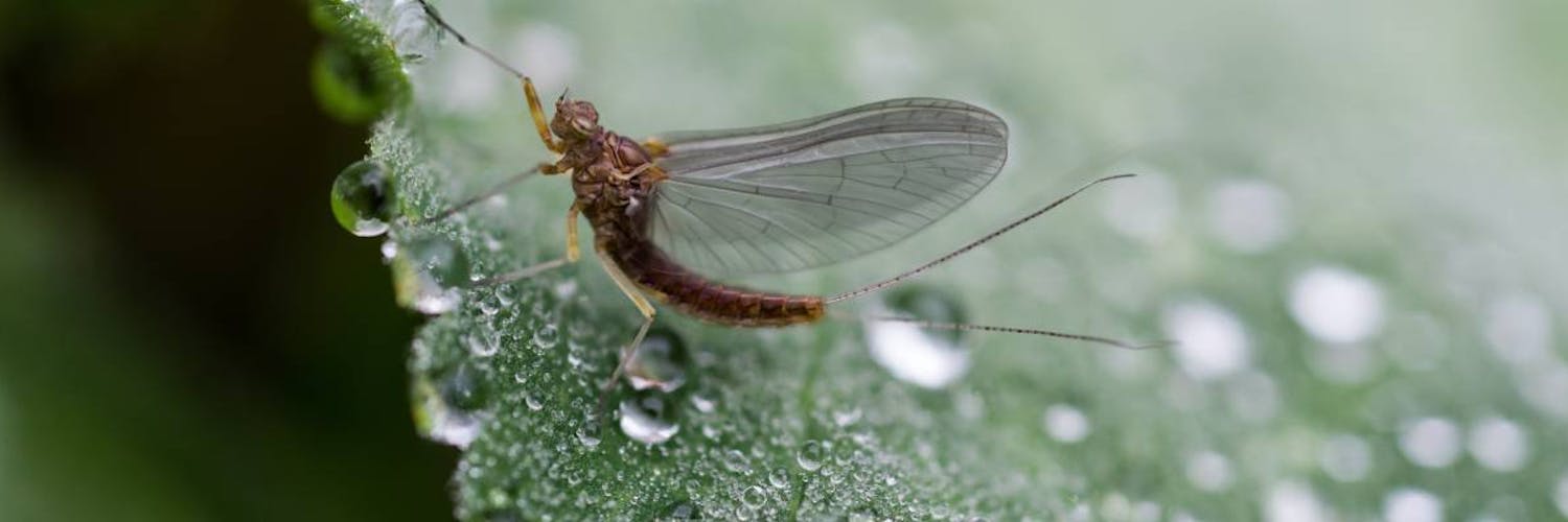 Pflanzen, die Mücken abwehren: die besten natürlichen Insektizide!