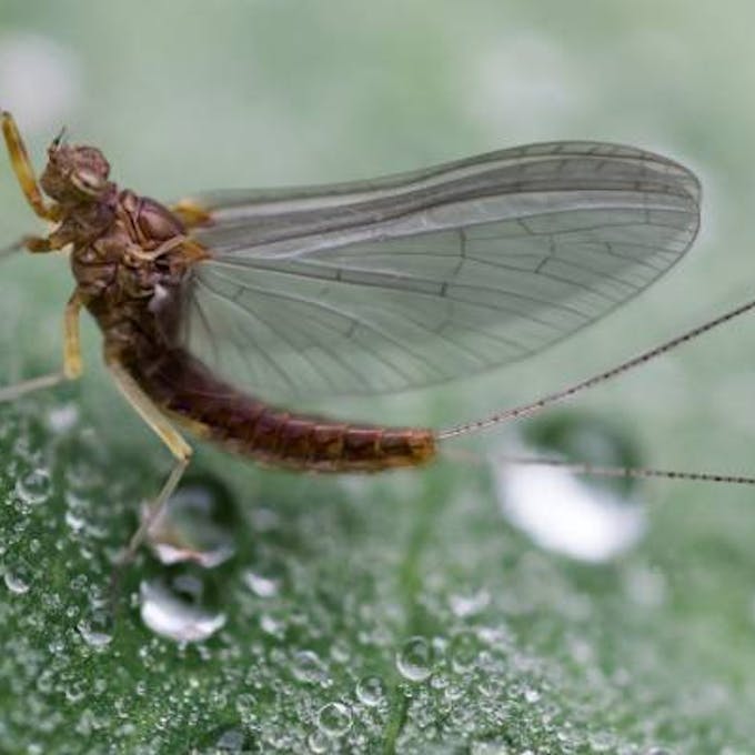 Piante che allontanano le zanzare: i migliori insetticidi naturali!