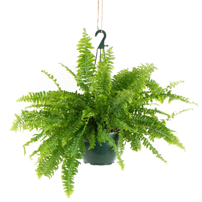 Learn how to care for a Boston Fern