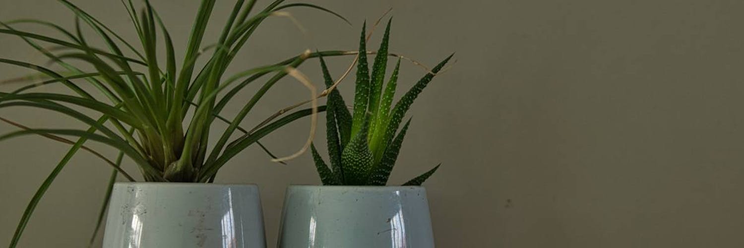 Klein aber oho: kleine Pflanzen für alle Ihre Räume