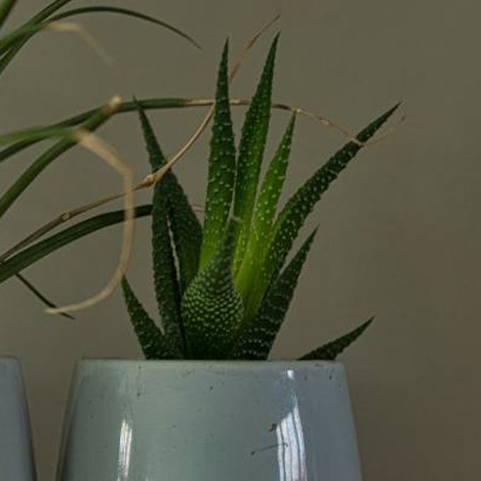 Small but mighty: small plants for all spaces