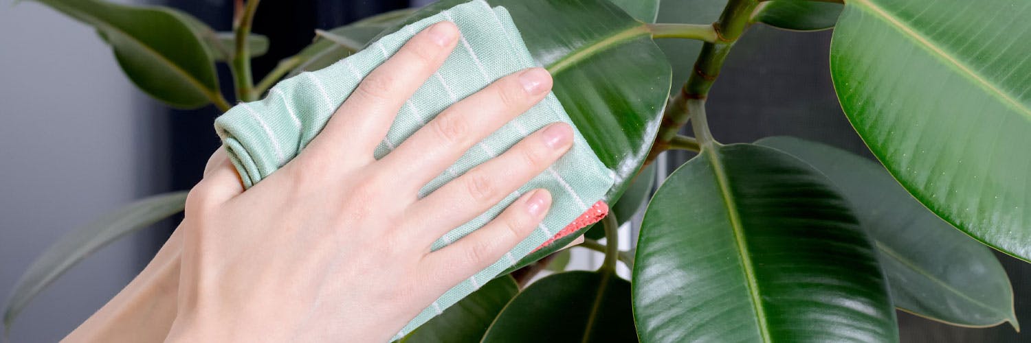 How to clean plant leaves