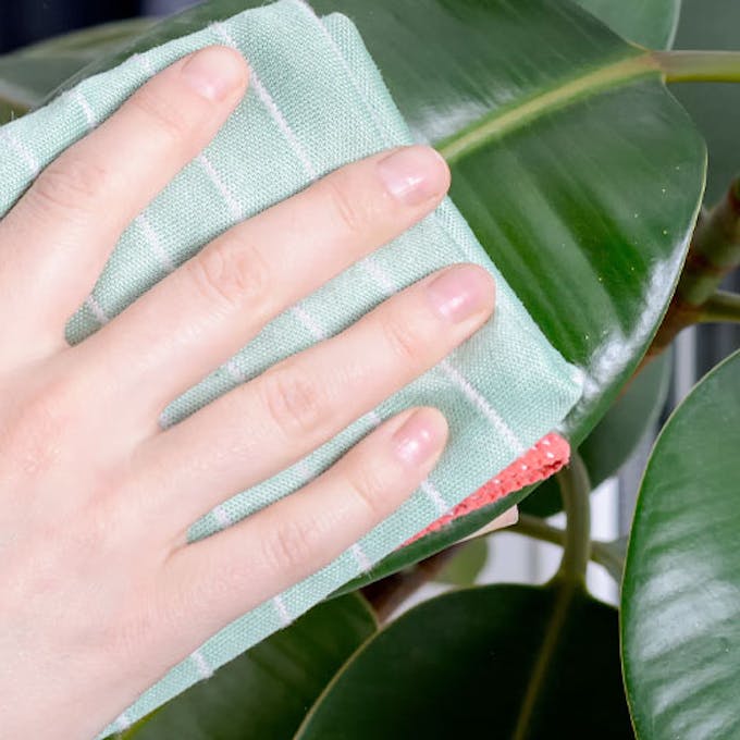 How to clean plant leaves