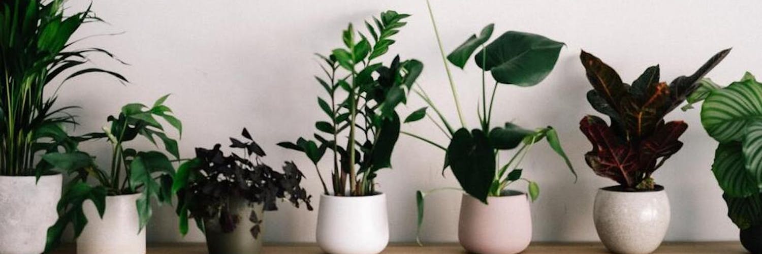 Les plantes qui attirent les énergies positives dans votre maison