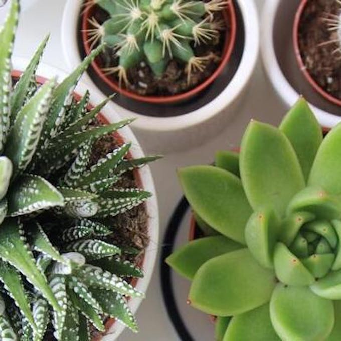Care of succulents: Useful guide, care and tips
