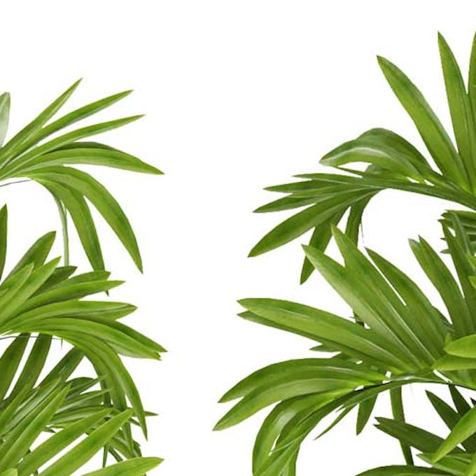 How to care for indoor palm trees