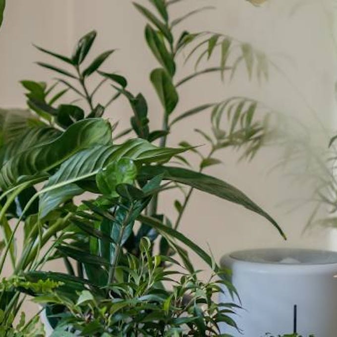 Houseplants care in spring