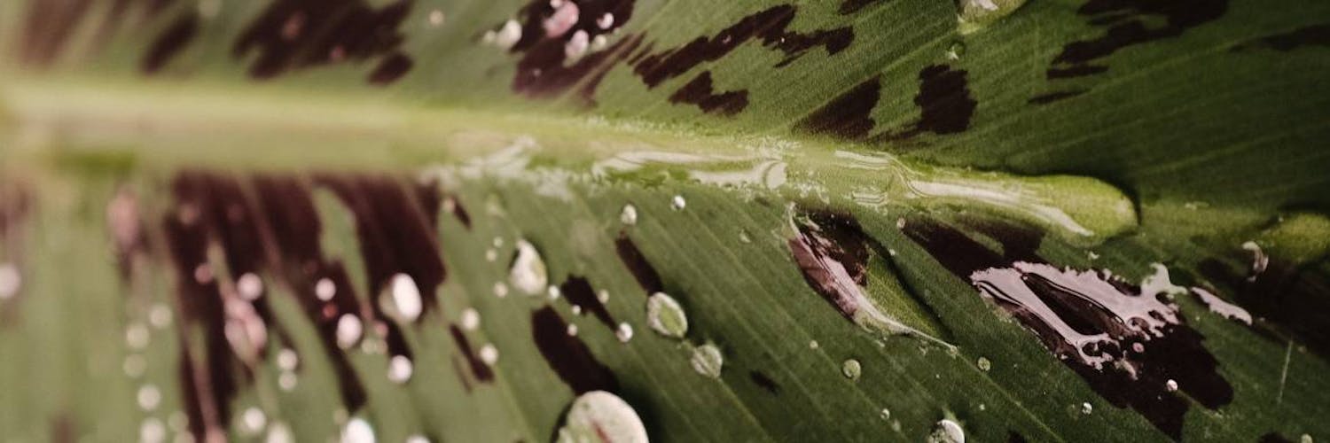 Que faire pour éliminer les taches brunes sur les plantes?