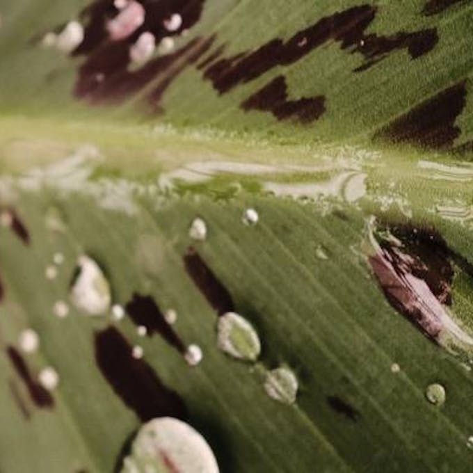 ¿Qué hacer para eliminar las manchas marrones en las plantas?