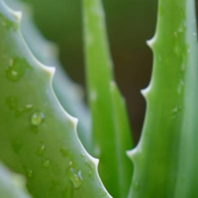 Aloe Vera: the miracle succulent